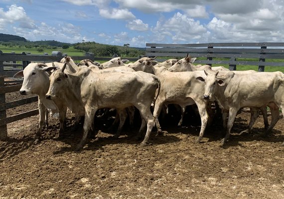 Alagoas conquista status sanitário de zona livre de febre aftosa sem vacinação