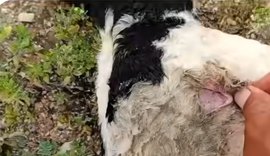 Novo ataque de criatura misteriosa causa a morte de gansos e ovelhas em Alagoas