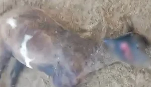 Seis ovelhas são encontradas mortas em propriedade rural de Craíbas