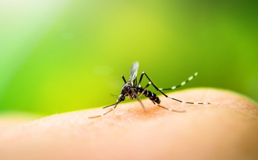 Saúde reforça importância do combate ao mosquito Aedes aegypti
