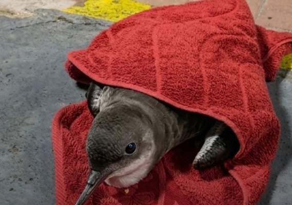 Oplit auxilia no resgate de ave marinha debilitada na orla de Jatiúca