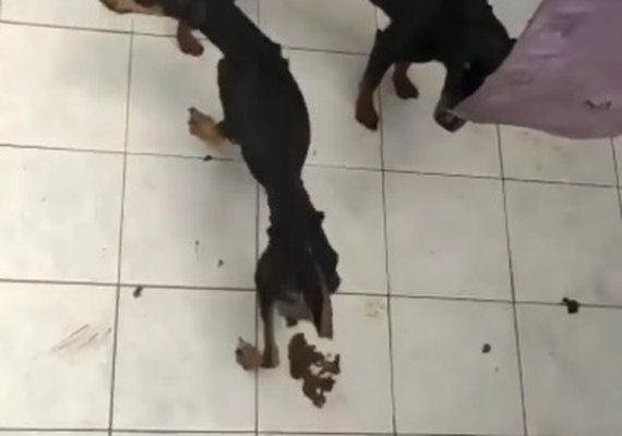 Cães com sinais de maus-tratos e abandono são resgatados em residência de União dos Palmares