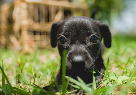 Gabinete da Causa Animal orienta donos de pets sobre vermifugação