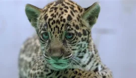 Onça-pintada nascida no BioParque Vale Amazônia ganha o nome de Xingu