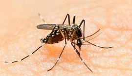AL tem 46 municípios em situação de risco para dengue, zika e chikungunya
