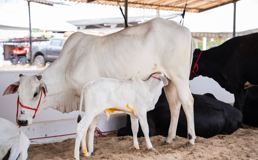 Sebrae Alagoas realiza Seminário da Bovinocultura do Leite do Baixo São Francisco
