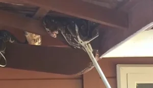 Jiboia é resgatada em telhado de residência no bairro Santa Amélia, em Maceió