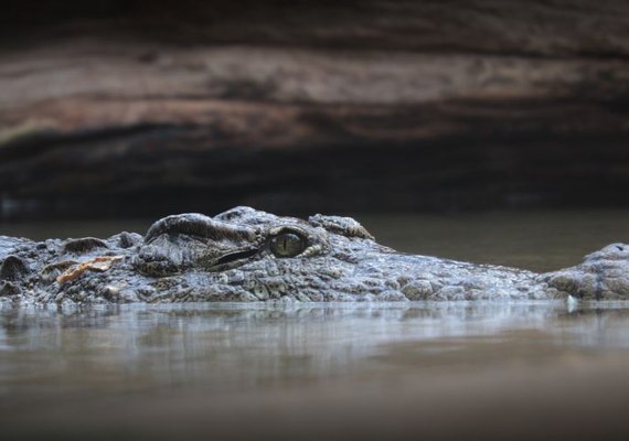 IMA acompanha processo contra agressores de jacaré em Pilar