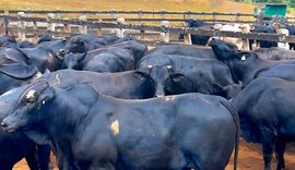 Boitel Pindorama abre mercado internacional com primeira exportação de animais hospedados