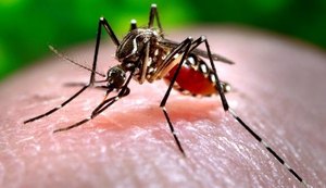 Casos de dengue, zika e chikungunya caem 89% nos primeiros meses de 2017