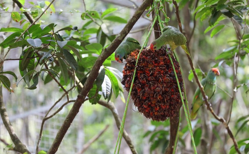 Projetos de conservação, fiscalização e educação ambiental do MP/AL são reconhecidos como exemplos para o Brasil