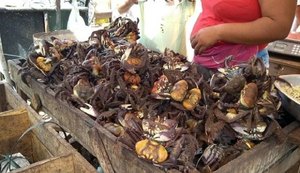 Proibida a captura do caranguejo-uçá em 2018