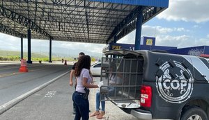Mulher é presa com 18 kg de maconha em União dos Palmares