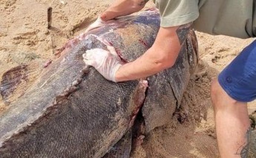 Ufal Penedo recebe parte de peixe Mero em tamanho raro para pesquisas