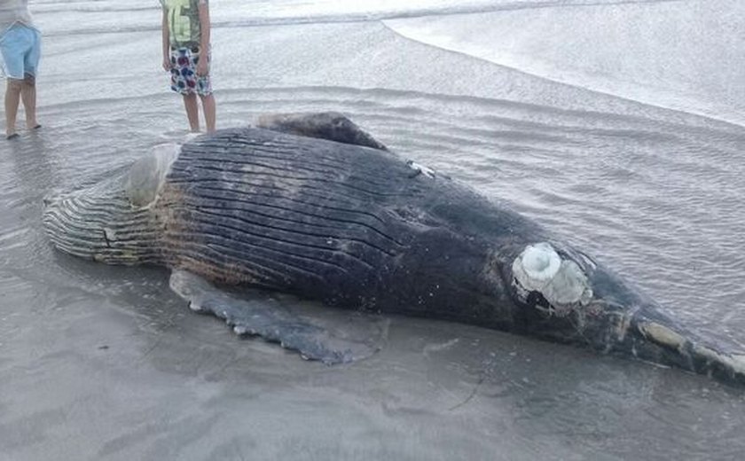 Mais uma baleia jubarte é encontrada morta na praia da Pajuçara