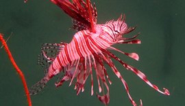 Peixe venenoso avança no litoral nordestino e ameaça a biodiversidade