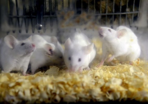 Nariz-robô pode detectar drogas e substituir cães farejadores no futuro