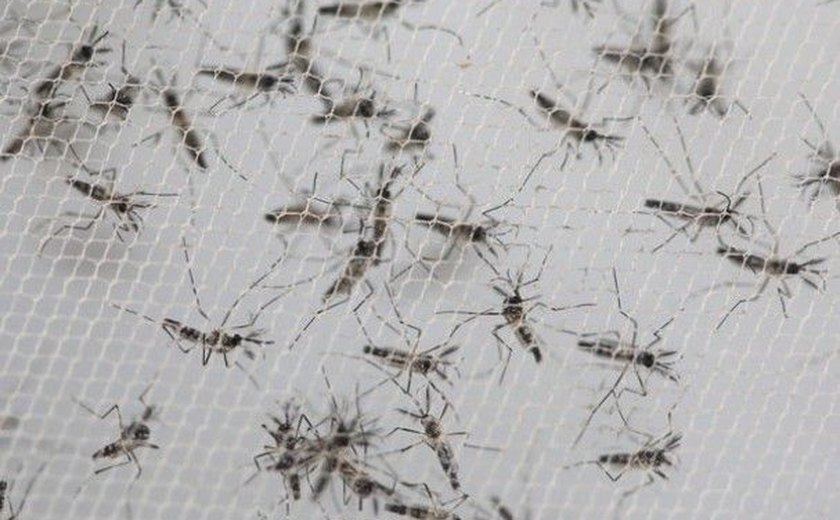 Mosquitos do ‘bem’ combatem a dengue