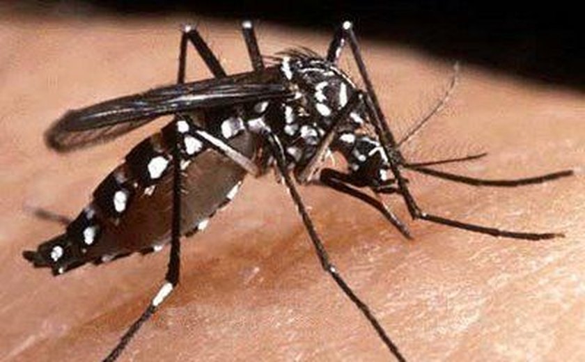 Minas Gerais registra primeira morte por febre chikungunya