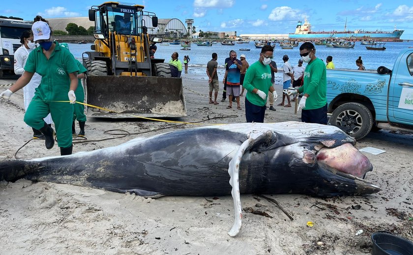 Filhote de baleia-Jubarte é encontrado encalhado sem vida no cais do Porto