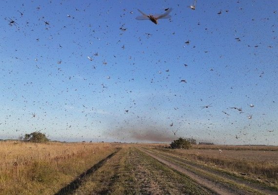 Chegada de gafanhotos em SC depende das condições do vento, diz meteorologista