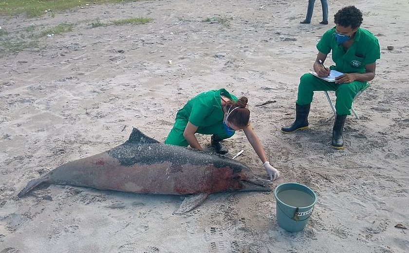 Golfinho encontrado morto em Paripueira pode ter relação com pesca