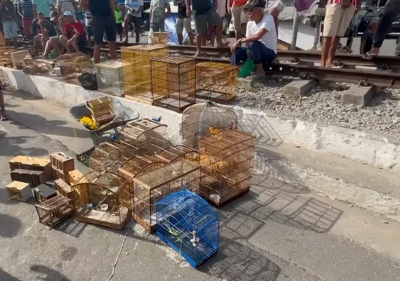 Operação apreende 60 animais silvestres vendidos ilegalmente em feiras de Maceió e Rio Largo