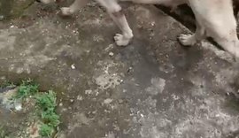 Polícia Civil resgata cadela da raça pitbull após denúncias de abandono