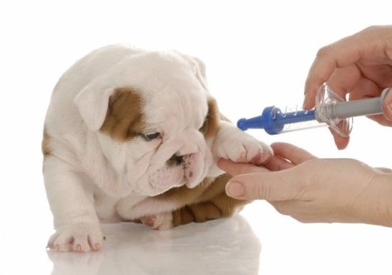 Arapiraca Garden promove vacinação contra raiva animal