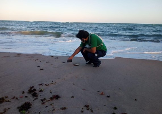 Instituto Biota realiza soltura de filhotes de tartarugas na praia de Riacho Doce