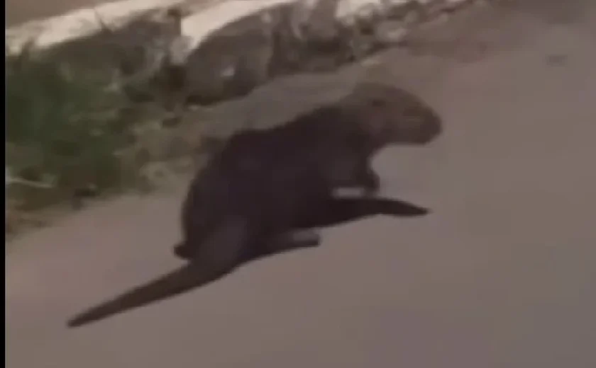 Lontra aparece em rua de Arapiraca e chama atenção de moradores