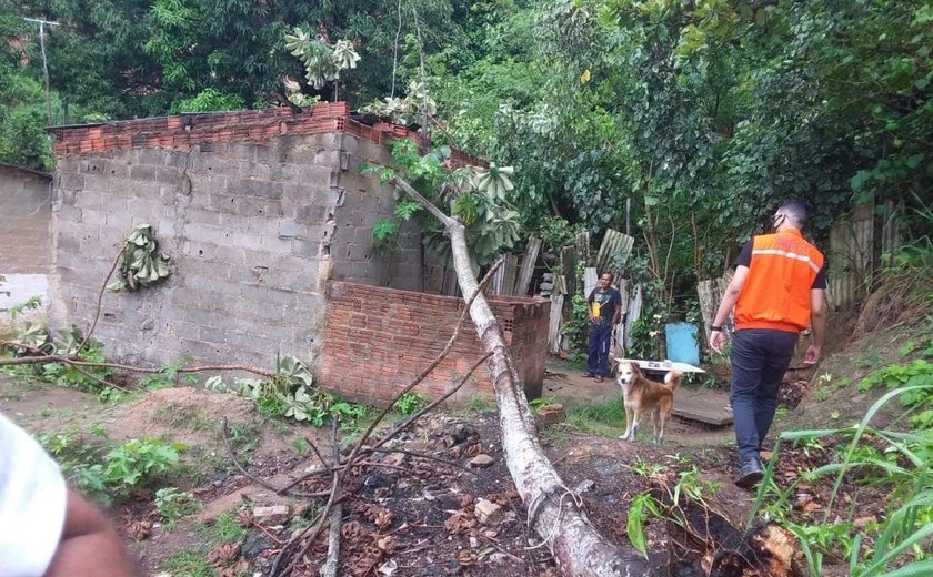 Chuva: Defesa Civil de Maceió condena imóvel atingido por queda de árvore