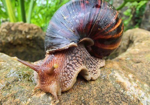 Praias da Rota Ecológica estão infestadas de caracol africano