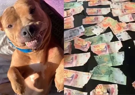 Cadela come mais de R$ 900 e elimina cédulas pelas fezes