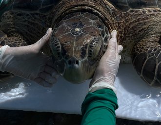 Vídeo: Tartaruga-verde é retirada de curral de pesca em praia de Ipioca