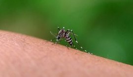 Vacina contra chikungunya reforça importância da testagem para diferenciar infecções por arboviroses