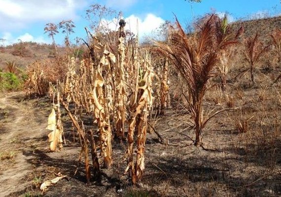 Agricultores denunciam queimadas na zona rural de Maragogi