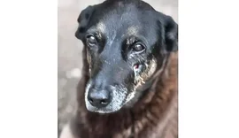 Caso Orelha: polícia pede internação de adolescente envolvido no crime