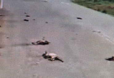 Denúncia de maus-tratos a animais causa indignação em Viçosa