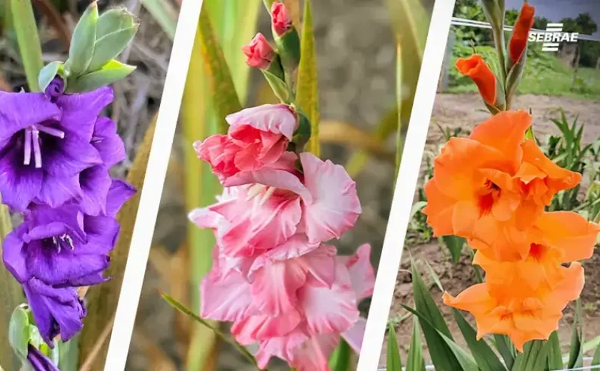 Projeto de flores temperadas avança com 60 mil mudas vendidas e R$ 100 mil em receita