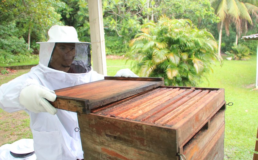 Aprovado em 1º turno projeto que declara a Própolis Vermelha como Patrimônio Imaterial