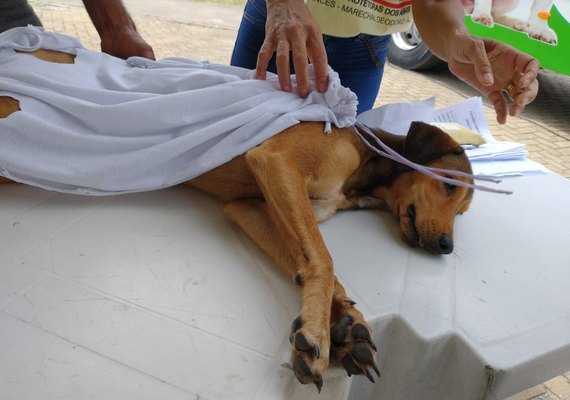 ONG inicia castração de animais de rua e domiciliados com famílias de baixa renda