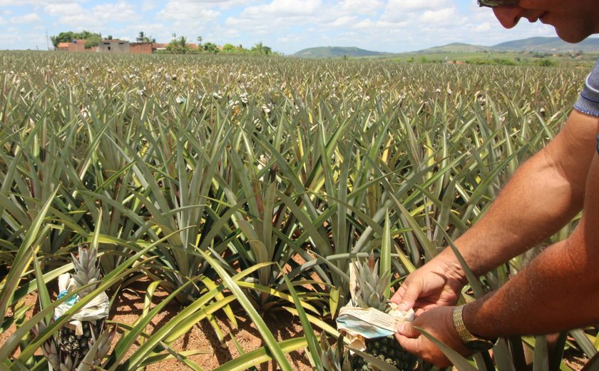 Jornal é utilizado no cultivo do abacaxi