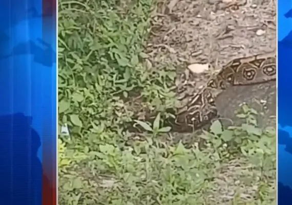 Cobra jiboia chama a atenção de frequentadores do Bosque das Arapiracas