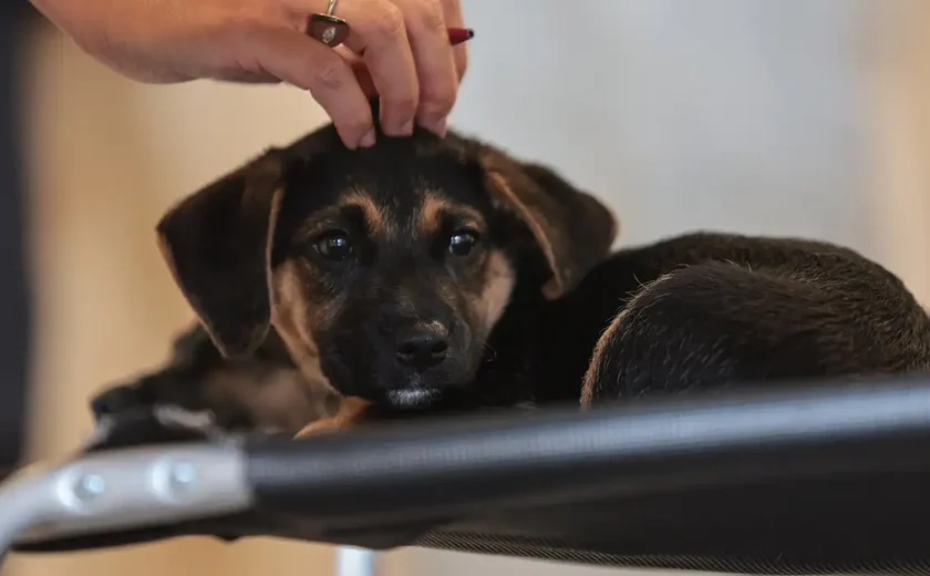 Lei define guarda compartilhada de pets; veja detalhes
