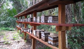 Japaratinga vai ganhar projeto Meliponário Comunitário