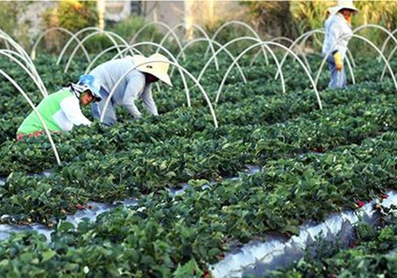 Agricultura familiar avança com políticas públicas de incentivo ao produtor