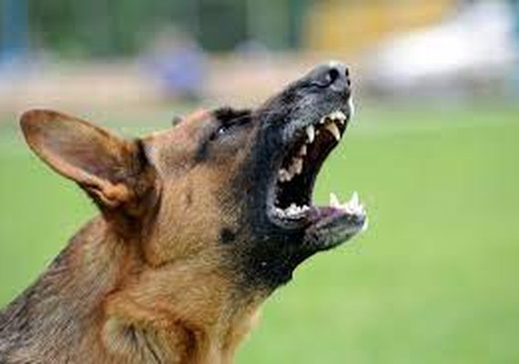 Homem morre ao ser atacado por cães