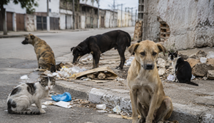Abandono de animais exige resposta do poder público, defende jornalista