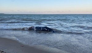 Baleia-jubarte encalha na Barra de Santo Antônio